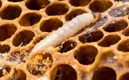 养蜂巢虫防治新技术