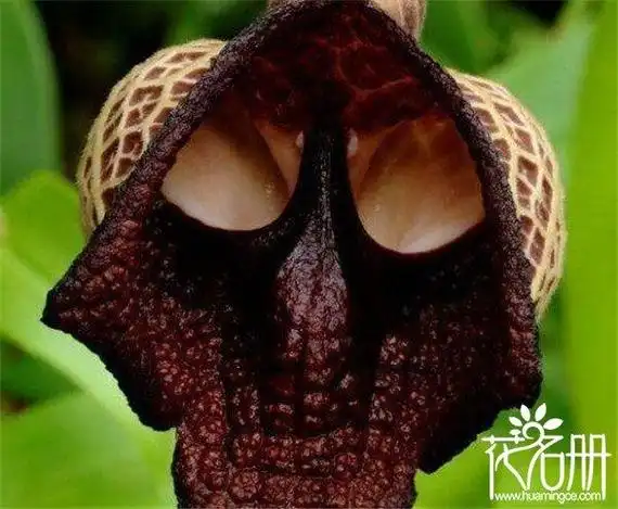 世界各种花的花语大全,世界上7种最妖孽的花花语