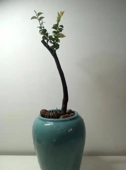 技法:文人,扦插.年份:2年#盆景  #掌中宝  #紫檀  #黑骨茶