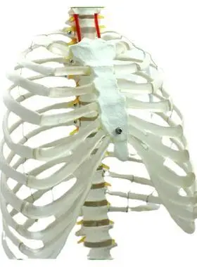 enovo颐诺医学人体脊柱胸廓型模型