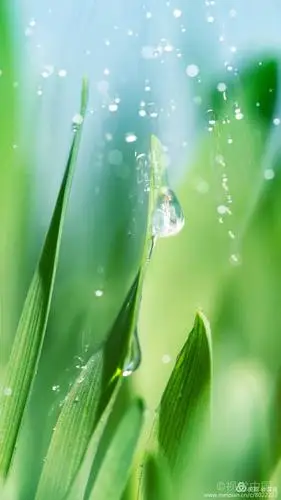 手机封面选篇欣赏——花为美(四)