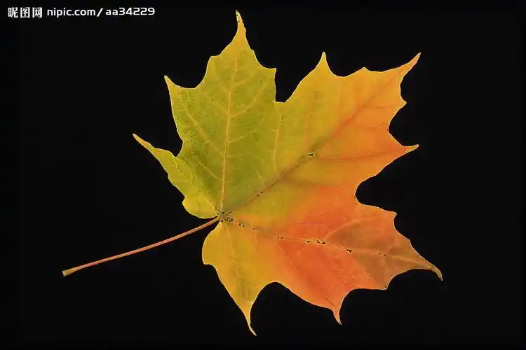 梧桐叶的边缘什么样_百度知道