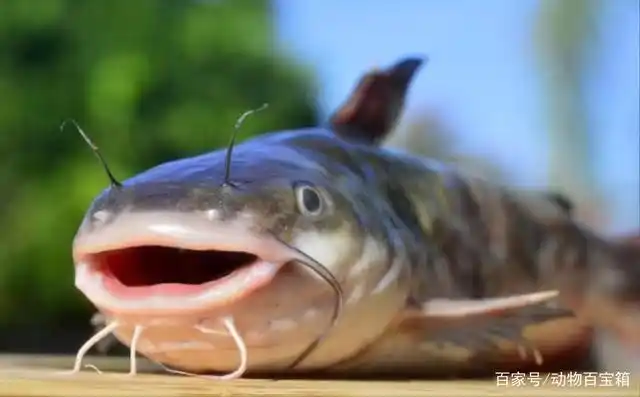 都说鲶鱼是最脏的鱼,为何会这样呢?鲶鱼到底是不是垃圾鱼?