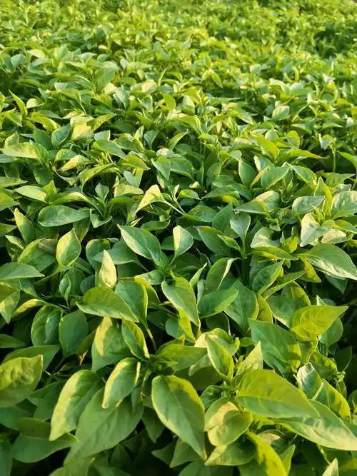 出售金凤凰朝天椒种苗