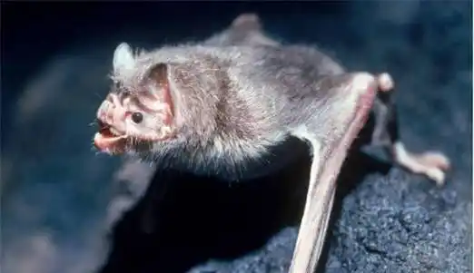 野生的吸血蝙蝠是狂犬病病毒携带者之一,这也是它们真正可怕的地方.