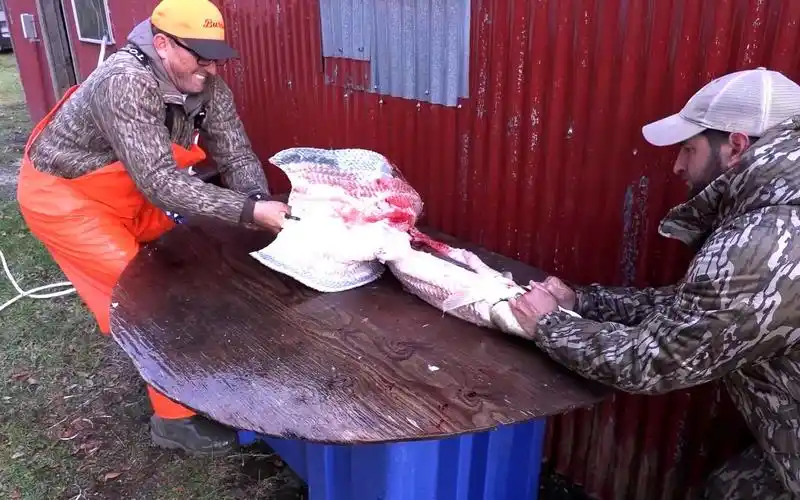 荒野垂钓:渔民帮助村民清楚泛滥的鳄雀鳝,并做成美味炸鱼肉