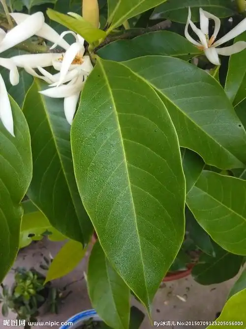白兰花叶子图片