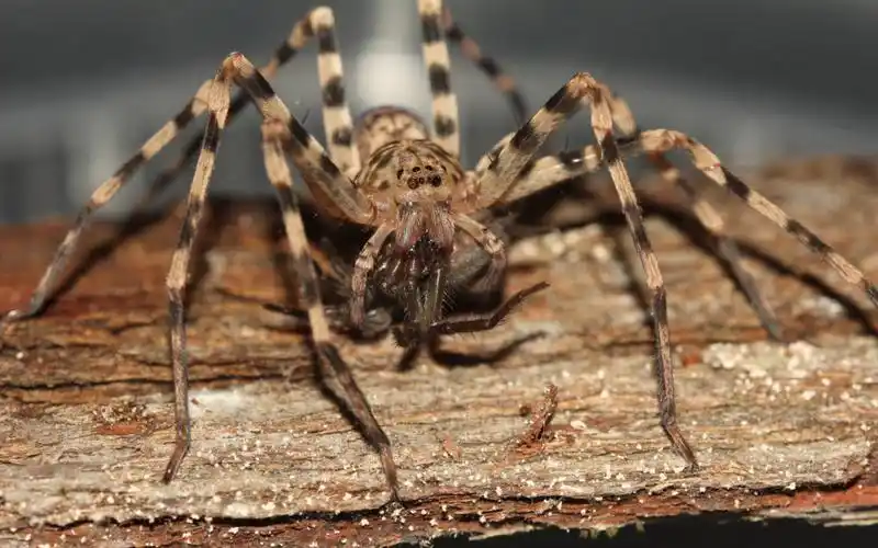 喂食三种巨蟹蛛