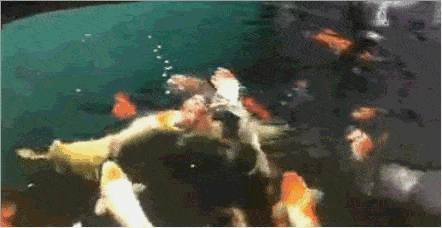 6米鱼池,跨界混养,百鱼群游,壕气冲天!_金鱼