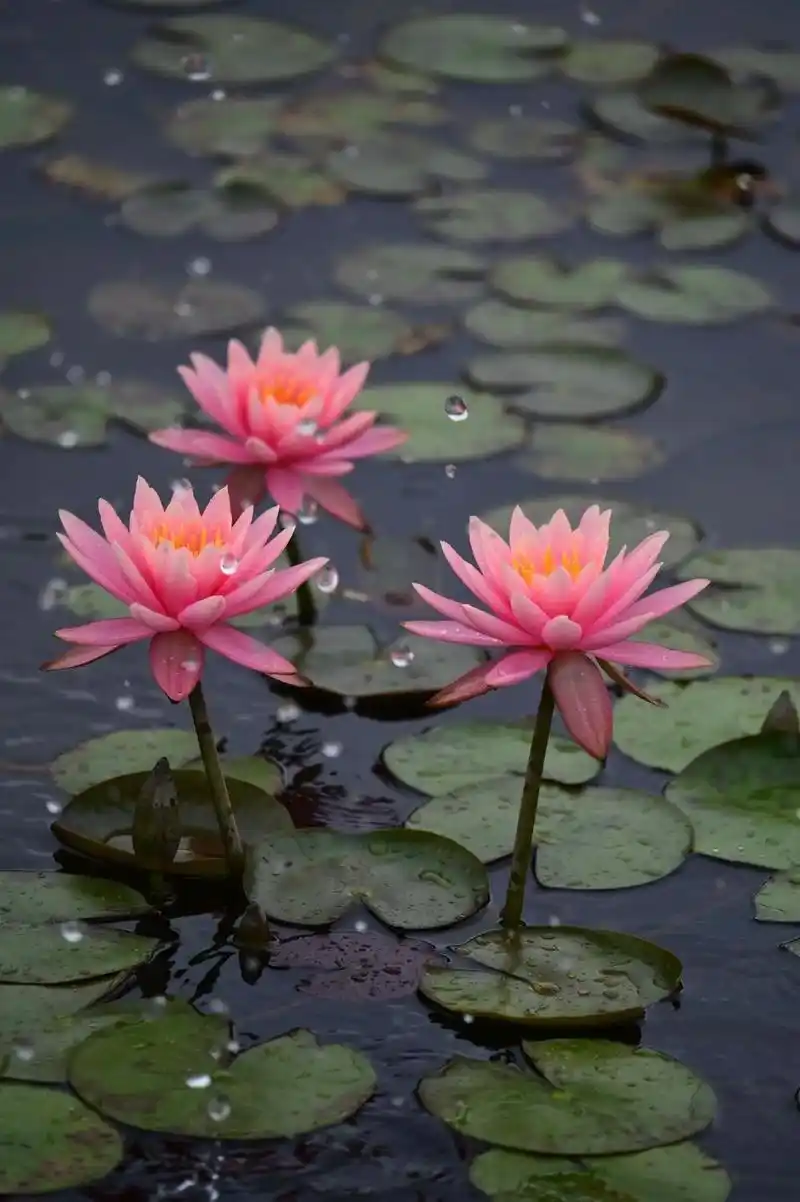 点点滴滴映荷莲,静看花开花落,#唯美意境 - 抖音