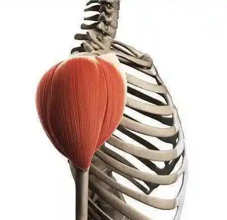 止点:止于肱骨体三角肌粗隆.