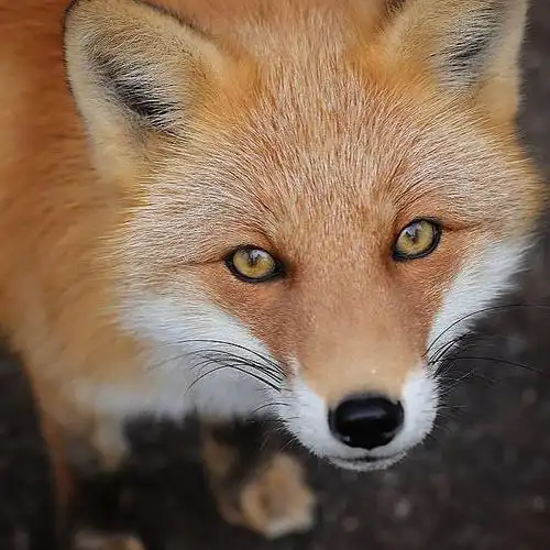 狐狸超话#狐狸#聚焦狐狐的漂亮眼睛 08norichan5050