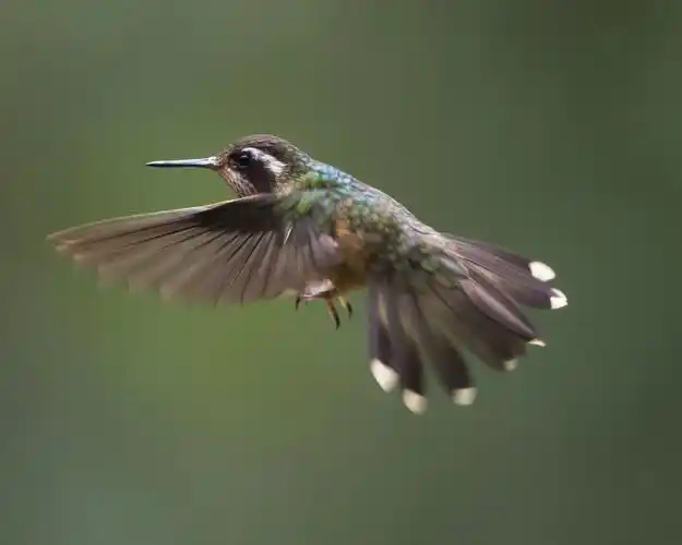 世界上最小的鸟一蜂鸟!
