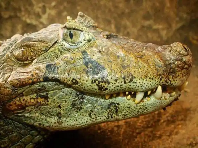 盘点现存的23种鳄鱼,冷酷的爬行巨兽也需要人类的保护