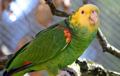 双黄头亚马逊鹦鹉的美照,你最喜欢哪一张呢?