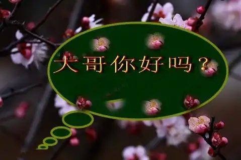 引用 大哥你好吗//带刺的玫瑰【原创】