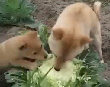 364_288gif 动态图 动图