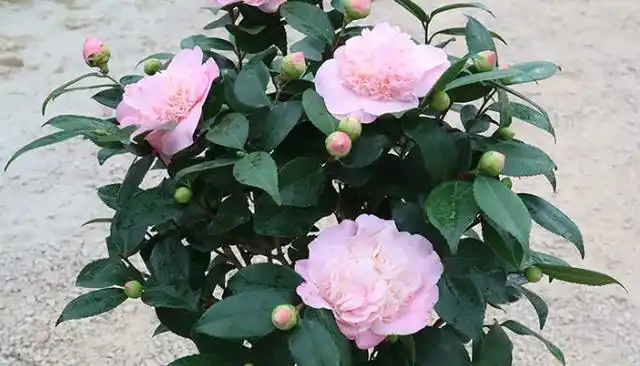 夏日七心茶花一年开几次