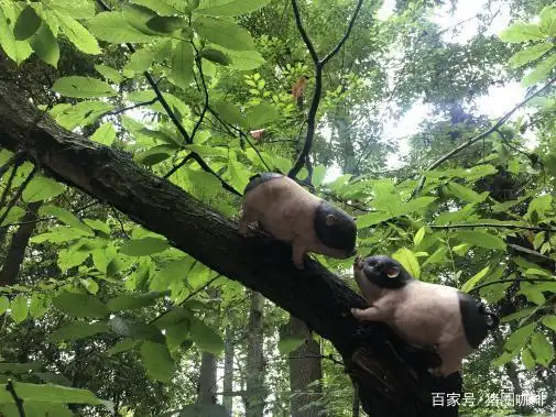 成都都江堰|猪圈咖啡里的猪都会上树了你呢?