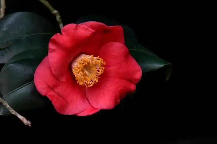 南宁市第七届茶花文化展1红色山茶花