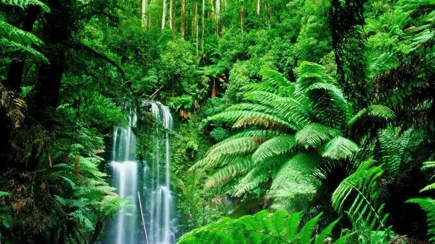 green landscapes trees jungle forest rainforest wallpaper