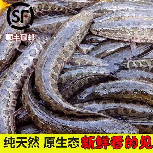 御泸鲜湘【微山湖乌鱼】现捕现杀鲜活淡水湖纯野黑鱼财鱼术后炖汤孕妇