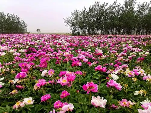 芍药花海—襄汾.连村