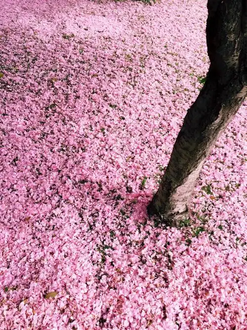 樱花瓣随雨滴飘落而下,色染大地