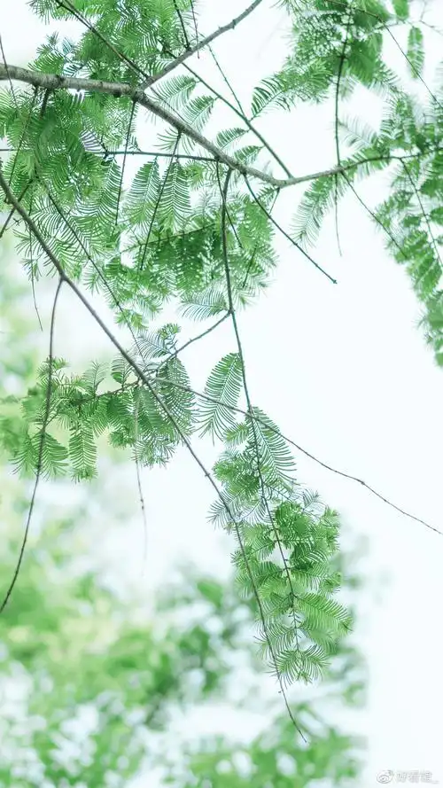 小清新系列壁纸手机壁纸小清新小清新图片唯美简约第134期