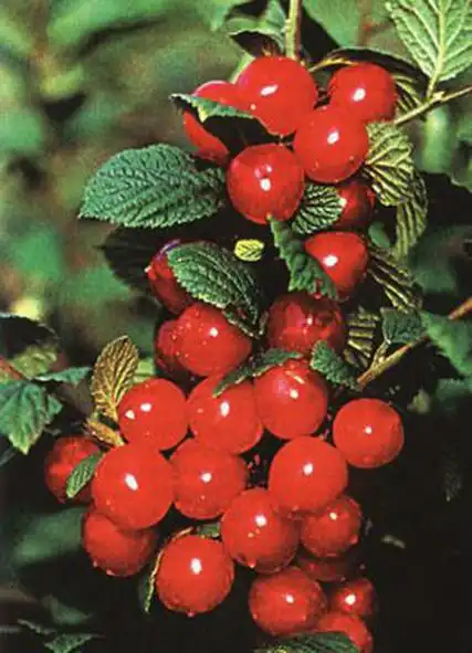 p data-id="tzlhcpqkqbrh">毛樱桃( i>prunus tomentosa /i> thunb.