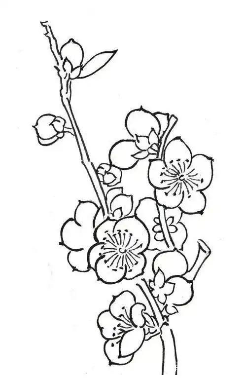 梅花白描先画出腊梅主枝干的走势,再画出细枝干,接着分别画出细枝上的