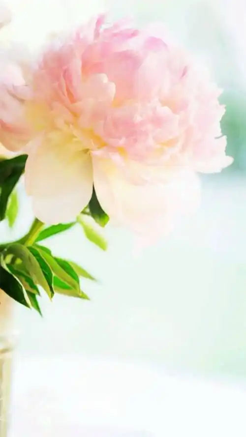 小清新,治愈系,清新花卉,唯美鲜花,小清新,治愈系,手机壁纸清新花朵