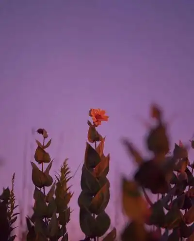 ins:tamejawdin 紫色背景图