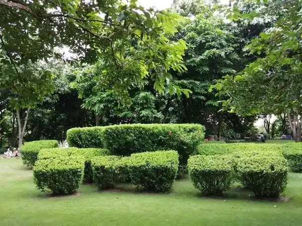 南宁金花茶公园里形象逼真的绿植造型