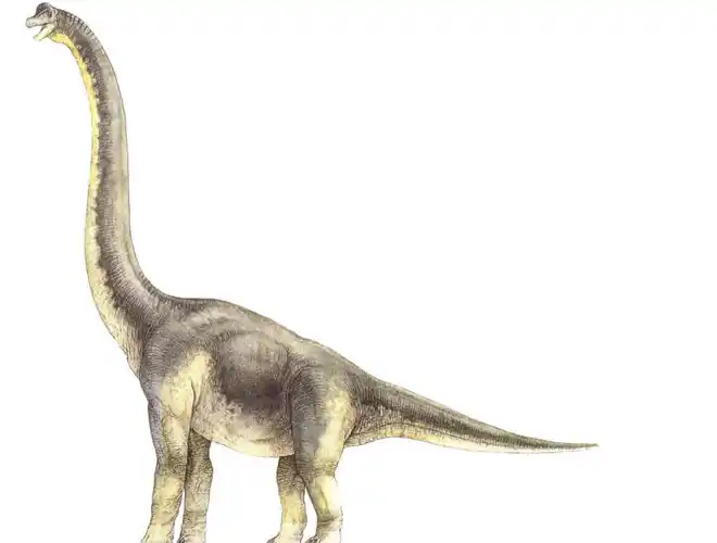 p>腕龙科(brachiosauridae)是 a href="#" data-lemmaid="12615373">