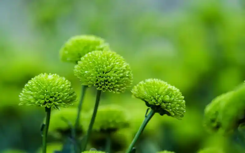 绿色清新缓解眼睛疲劳桌面壁纸图片下载