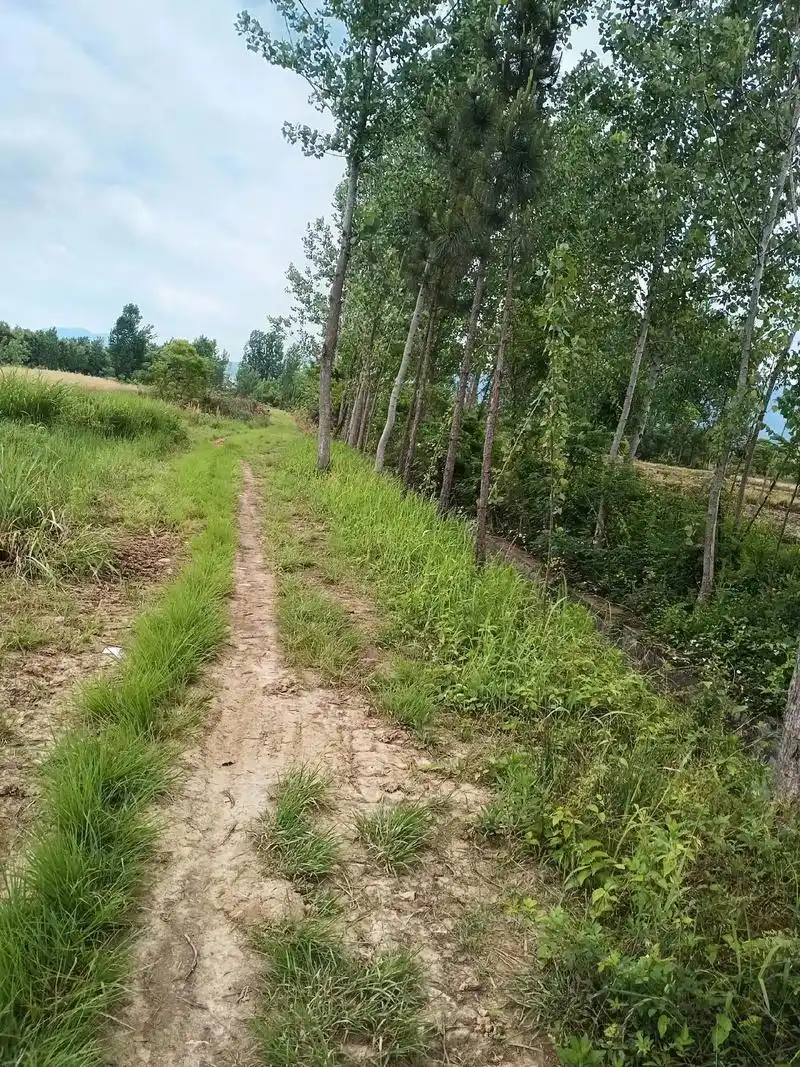 简单又美好…………#走在乡间的小路上回忆童年时光 #这就是农村的