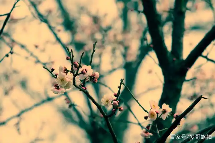 郑州人民公园的梅花这么美,再不去看看就等到花儿都谢啦