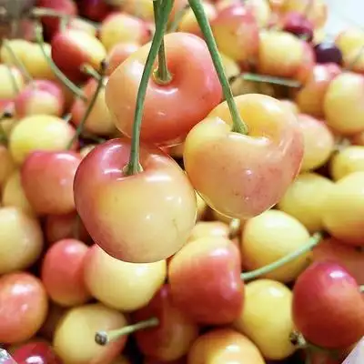 智利进口黄金车厘雷尼尔尼尔黄樱桃樱桃黄色黄蜜水果金车厘新鲜生日