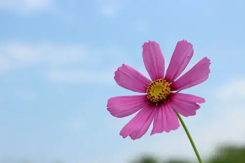 花- 堆糖,美图壁纸兴趣社区