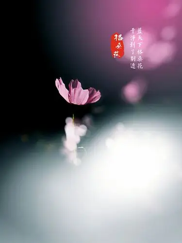 其它 遇见格桑花 写美篇时光流淌着最真的情愫 依着轻歌 伴着花语 一