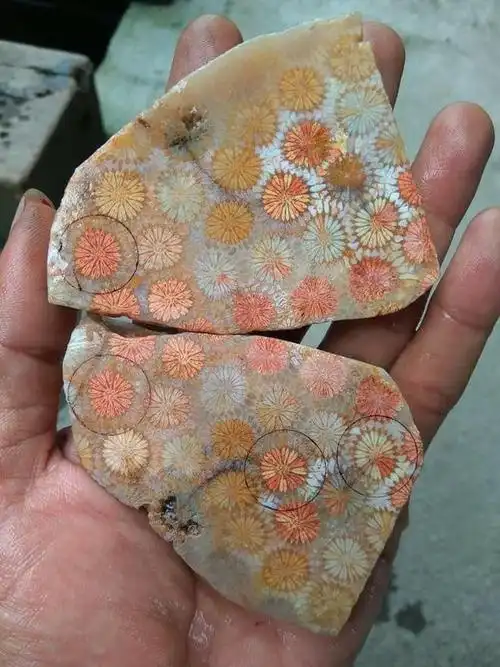 菊花纹(雏菊纹)柠檬片纹虫纹凤纹蕾丝花纹彩色赞比花纹j先生说:石英质