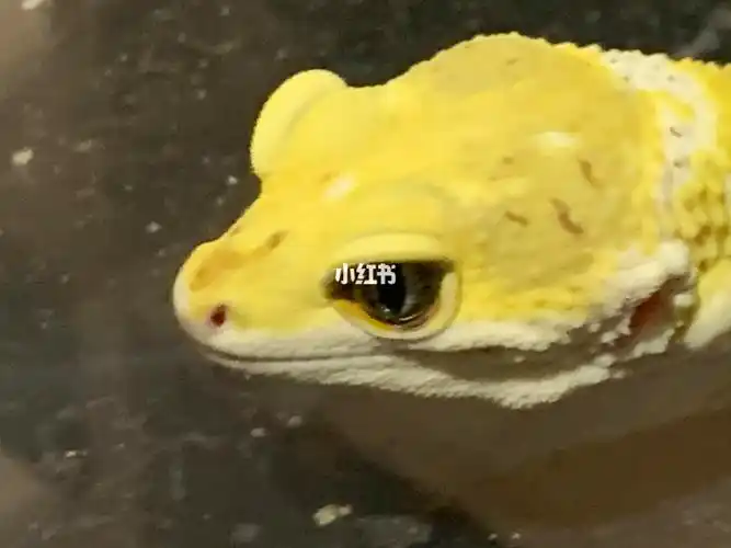 柠檬霜豹纹守宫