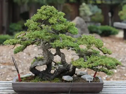 常见的盆景树木种类有哪些