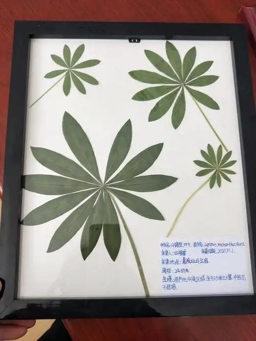 活动中,参赛师生不仅学会了植物标本制作的方法,认识到植物的形态结构