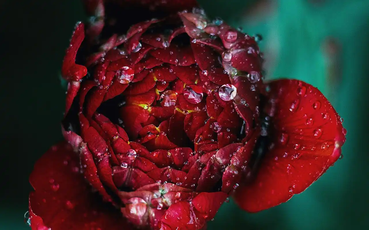 唯美清新花海高清桌面壁纸