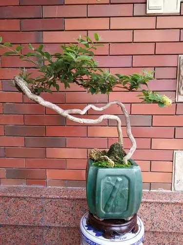 根系发达,是制作观根,观花,观叶具佳的盆景植物.下列图