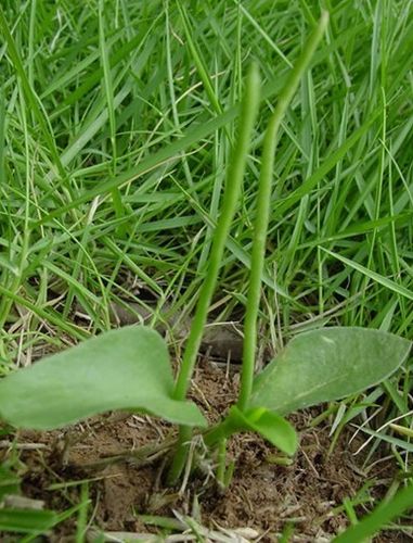 新鲜野生浙江一支箭 青藤 蛇咬子 狭叶瓶尔小草 鲜活苗250克300元