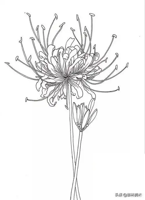 彼岸花怎么画,彼岸花怎么画简单又漂亮(层层叠叠的彼岸花是这样画出来