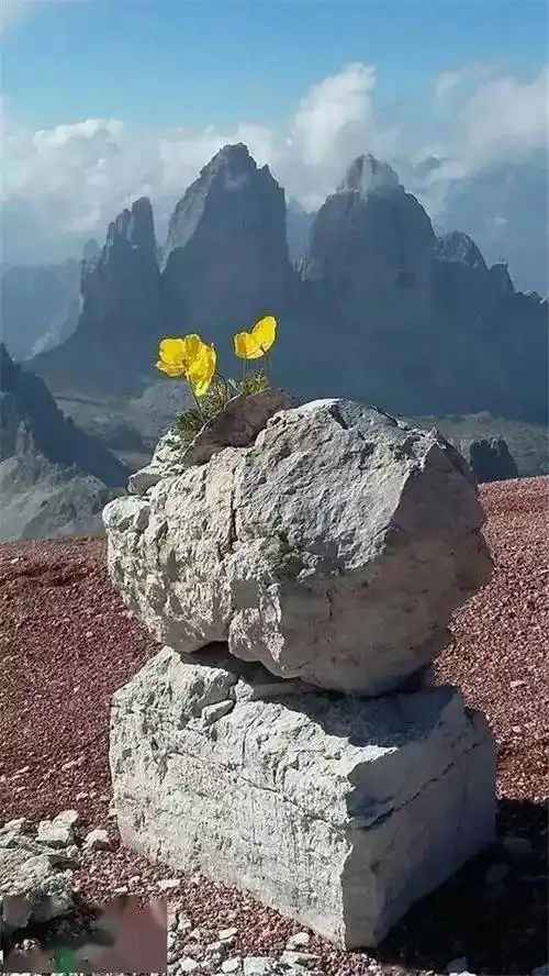 看到这些照片被震撼了石缝中的坚强与生命